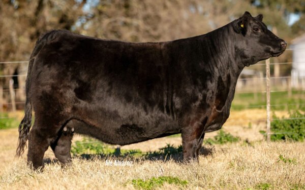 Lote 08 Embriones