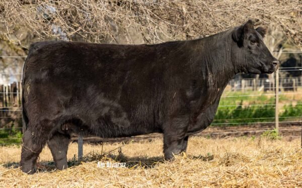 Lote 35 Vaquillonas