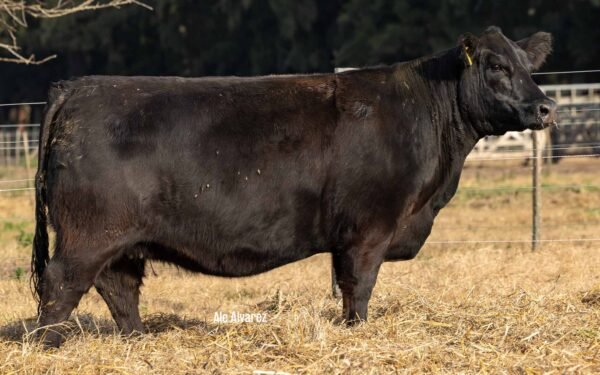 Lote 34 Vaquillonas