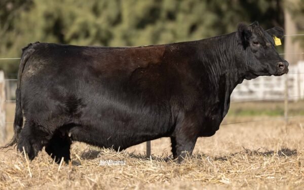 Lote 16 Vaquillonas