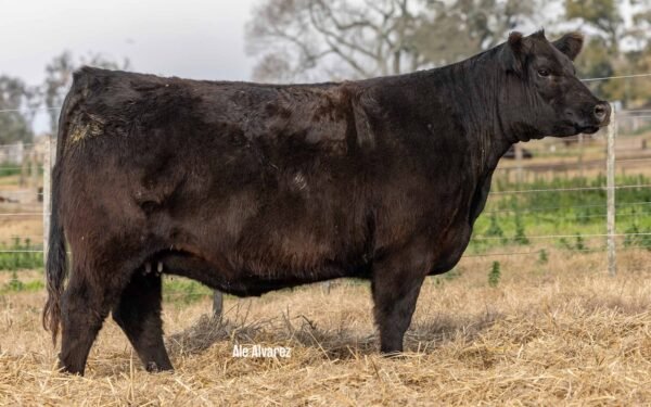 Lote 29 Vaquillonas