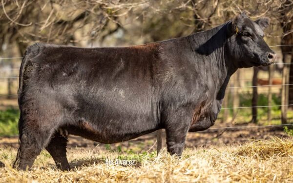 Lote 13 Vaquillonas