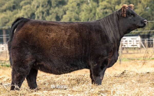 Lote 01 Terneras
